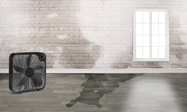 Best Professional water damage repair  in , KS